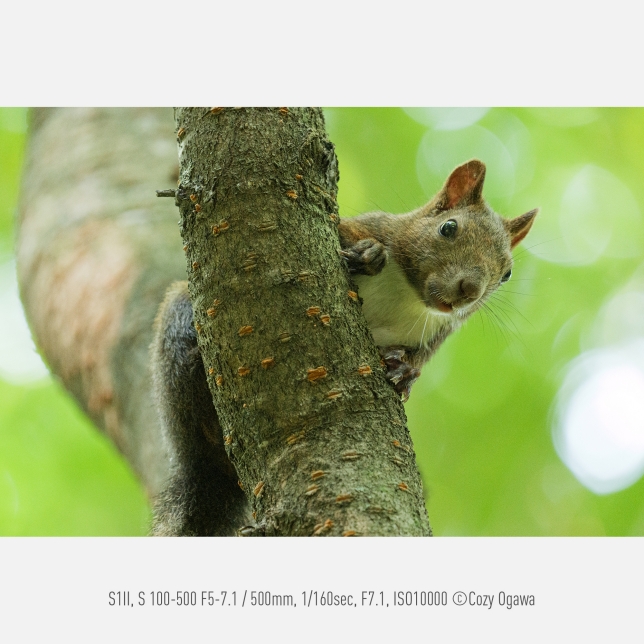 Panasonic S-R100500E Panasonic S-R100500 ultra-teleobjektív so zoomom (100–500mm, F5–7,1, stabilizácia O.I.S., Dual I.S.2, odolný proti prachu, striekajúcej vode a mrazu) 6 Panasonic S-R100500E ast 2929017.jpg.pub .thumb .644.644